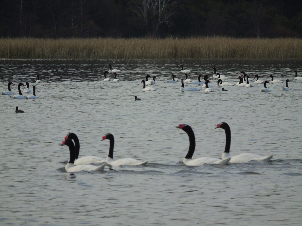 Humedal de Río Cruces: Confirmada presencia de Influenza Aviar en cisne de cuello negro