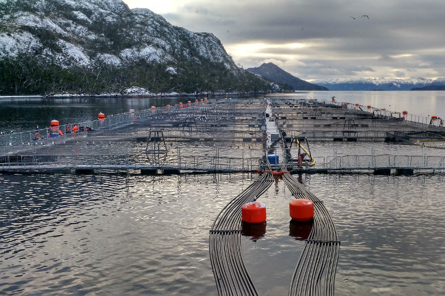 Justicia declara quiebra de salmonera noruega en el sur