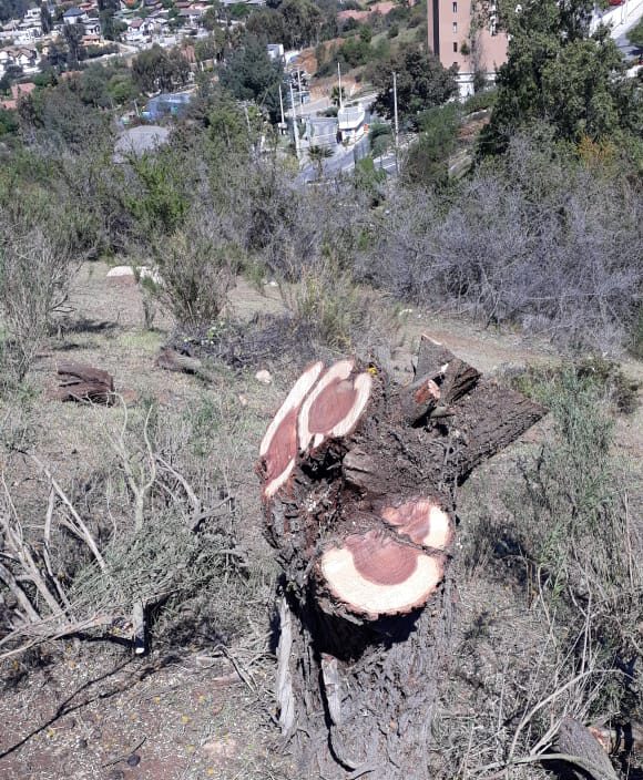 bosque esclerófilo en Quilpué