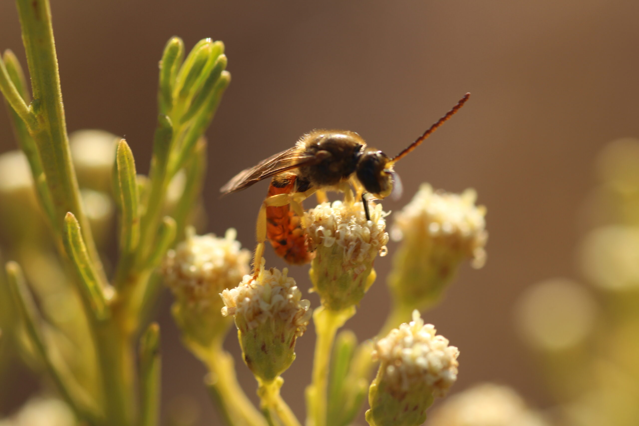 Abejas nativas, anónimas protagonistas de una agricultura sostenible