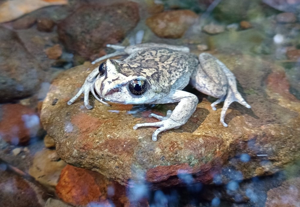 Rara especie de rana redescubierta en la Araucania después de 130 años