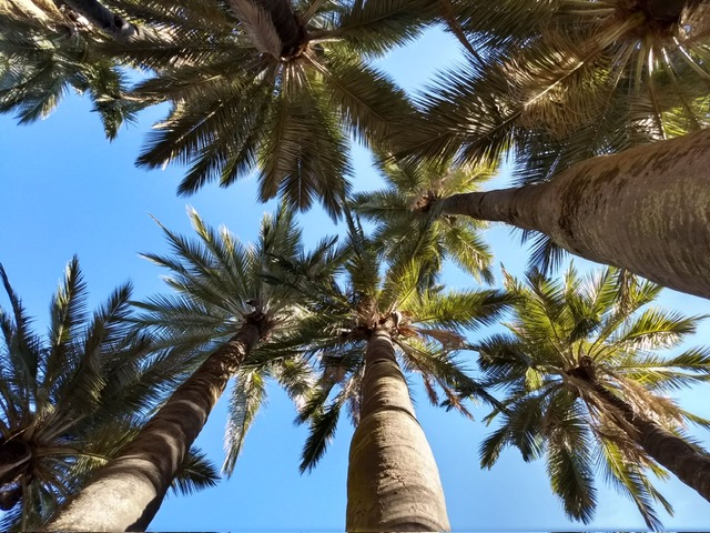 Palma chilena obtiene la máxima protección internacional por parte de la Convención CITES