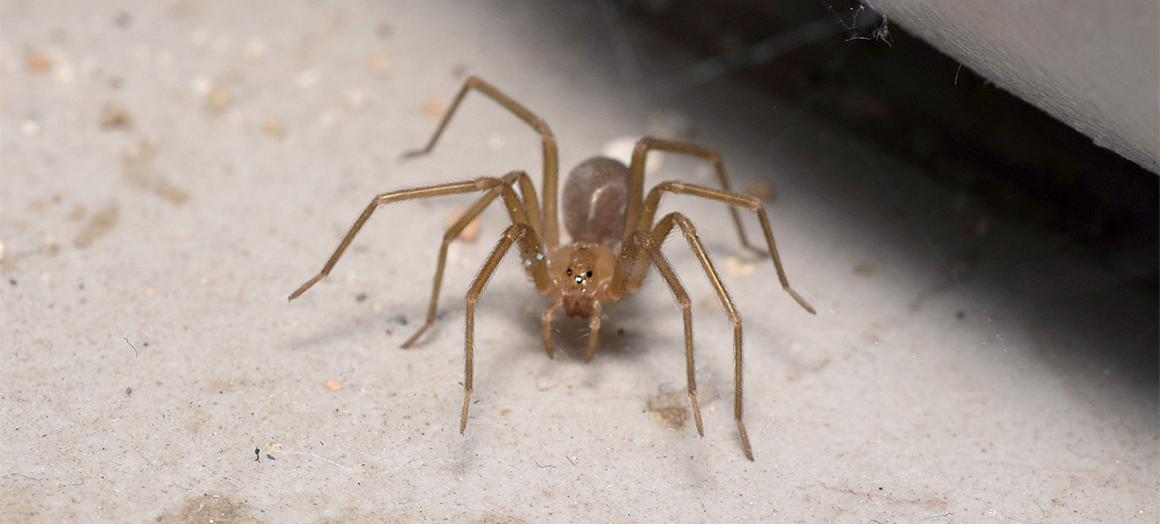Araña de rincón en verano: Cómo identificarla y qué hacer ante una mordedura