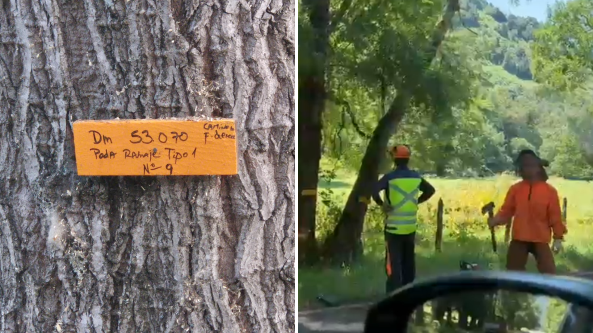 Denuncian tala irregular de robles en Los Ríos: más de 100 árboles estarían marcados