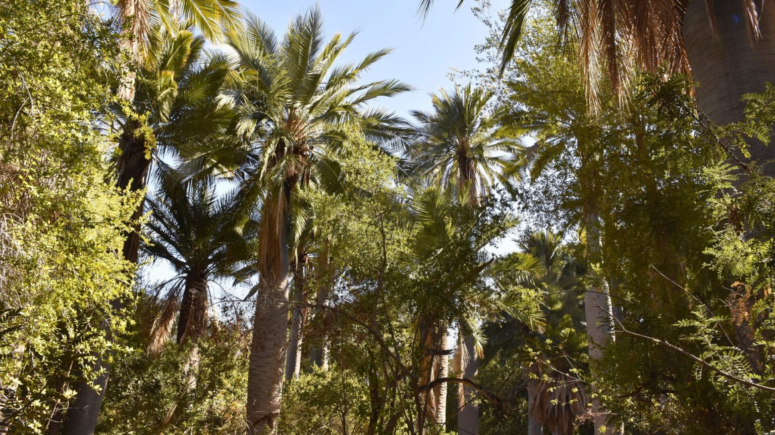 Conaf cierra Parque La Campana y la Reserva Lago Peñuelas por riesgo de incendios forestales