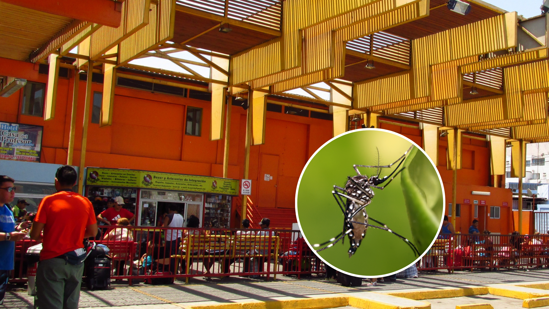 Detectan huevos de Aedes aegypti en terminal de buses de Iquique y activan protocolo sanitario
