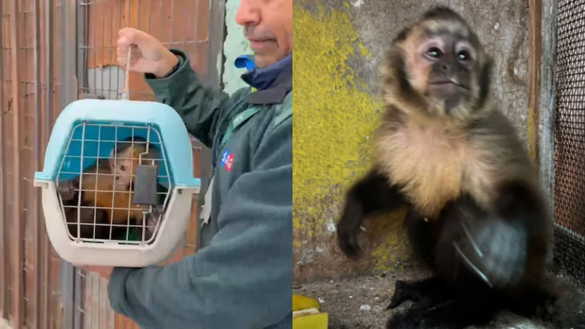 Directora del Centro de Primates de Peñaflor denuncia desconocer paradero de monos tras decomisos